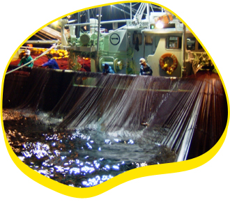 操業中（網船）