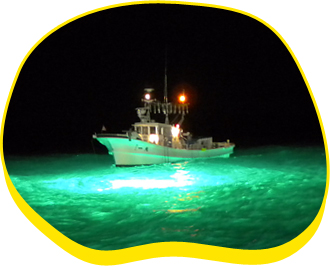 灯船が魚をおびき寄せるために集魚灯を点灯